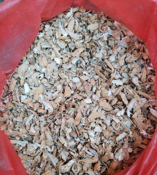  「植物」兰花有“癖好”,满足不了这几点,就不开花