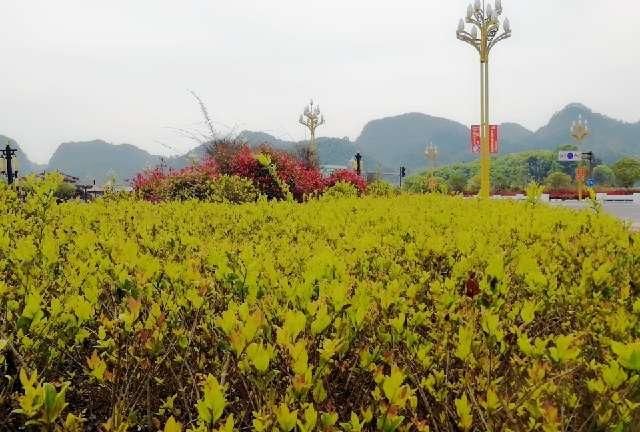  小花开■春天如同秋风雨一夜之间红山头