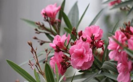  #虎刺梅#这5种花，不要钱也不能养，皆有毒性，不看后悔哦