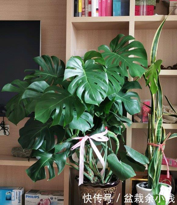  「家里」北欧四兄弟，4种阔叶植物，养在家里能加湿，夏季不用怕燥热