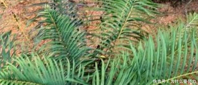 农村这种“吸金草”，外形长得挺吓人，却是半身不遂、腰痛的良药