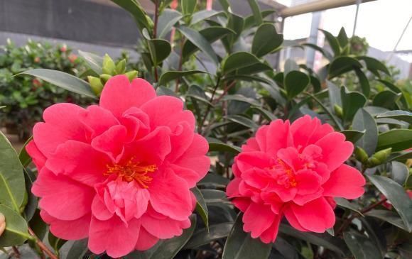 全民@全民养花季,教你6个“养花绝招”,杀害虫促发芽,扦插生根快