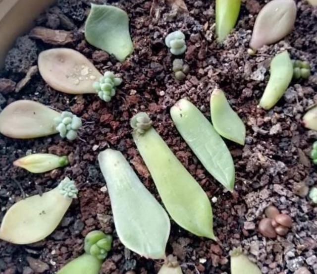  【成活率】多肉叶插时，换个姿势，成活率大大提高！