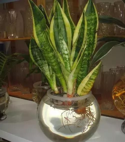  『水里面』在水培植物水里放上这些，再也不怕烂根和黄叶！