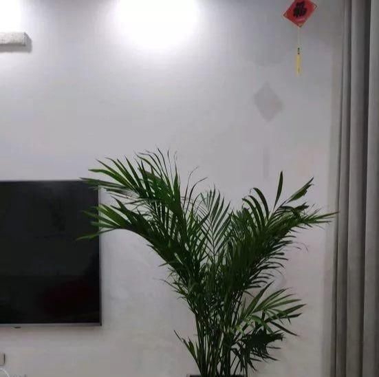  富贵@客厅就养这3种花，富贵大气颜值高，你家有吗？