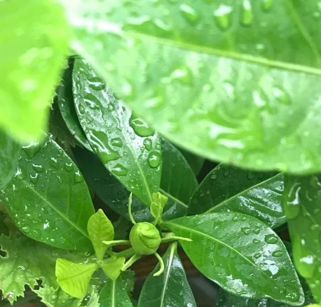  「栀子花」栀子花光长叶子不开花?只需这么养,开花多得挤满盆!