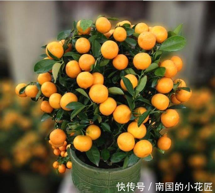  【质量】养花就养这几款，夜间释放氧气，改善睡眠质量，心情越来越好