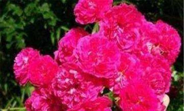 『庭院』庭院最香爬藤花卉,一年能开180,花朵艳丽,比玫瑰还好看!