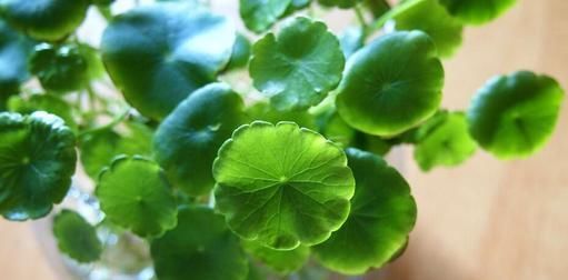  【铜钱草】快住手!这6种花现在还不能多浇水,否则难活过秋老虎!