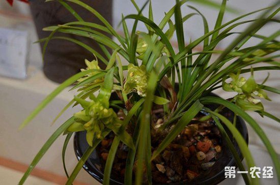 兰花养护要细心以上就是兰花养殖过程中最容易出现的烂根问题及其挽救