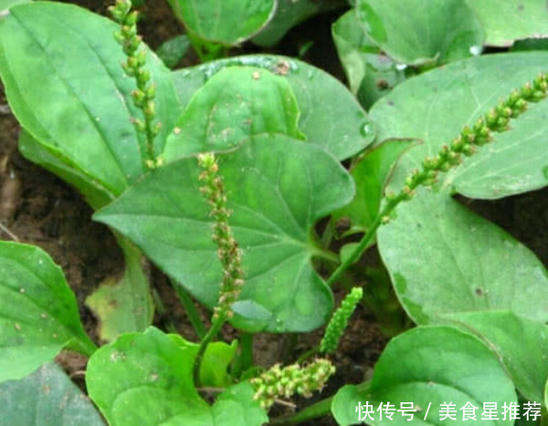 农村这种植物人称“尿床草”，曾是农民的“救命草”，你有见过没