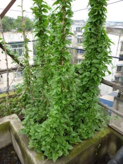 #春季#春季阳台种“2种菜”,长势快,好吃又好养,吃了一回又一回