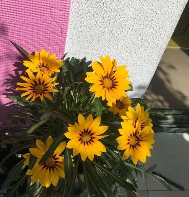  『盆栽』此种盆栽植物,花期超半年,花色绚丽,而且很好养,阳台也能种