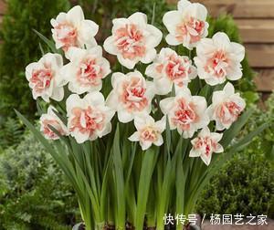  #重瓣矮牵牛#在家中养护以下3种花卉，花瓣层层叠叠，花期长，观赏性高的花卉