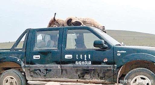 川藏线上“弃车”成堆，如今当地人却不敢捡走游客看车标就懂