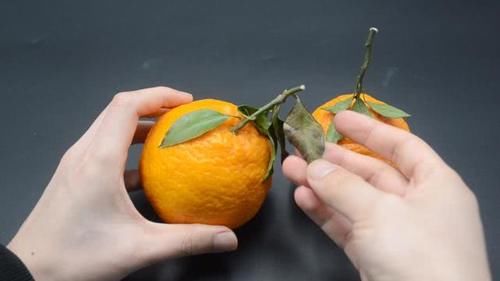 挑选丑橘的小技巧■挑选丑橘时,牢记这4点,保你挑出香甜味美的丑橘,方法太棒了