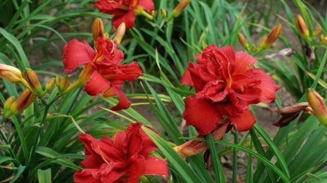  动人|这种盆栽花卉，开出百合一样的花朵，优雅动人、绚丽多彩！