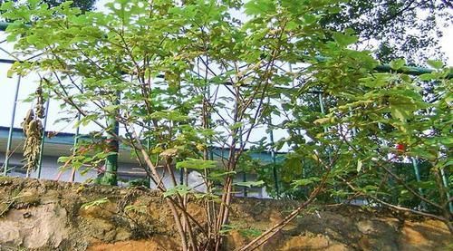  宝价值高：乡下1种树见土就长，人称“惹不起”，3个真正价值少人知