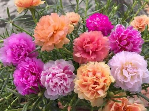  『养花』养花就养这几款，全年开花不停，一开就是300天，观叶又赏花！