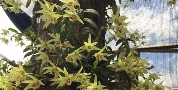  『吃能』家里养这4种花，能赏能吃能治病，赚大啦！