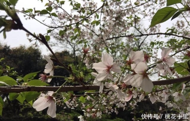 湖北武汉何止只是武汉大学的樱花，这五个地方也是必去的