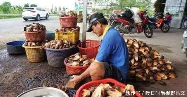 越南水果泛滥成“灾”,中国游客去了却哄抢,当地人我们都不吃