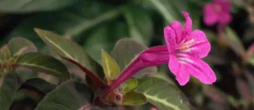  「适合」小花像喇叭一般的马可芦莉，叶脉呈银白色，适合养阴凉处的盆栽