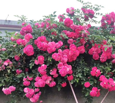  『艳丽』阳台养一盆爬藤花，花色艳丽，花香浓郁，邻居看了都羡慕！