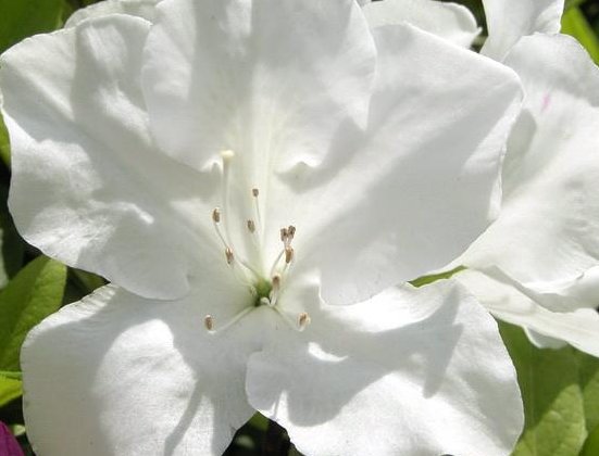  『光照』阳台上种养几款植物，可贱养不矫情，阳台变花瀑布，美翻了整个家