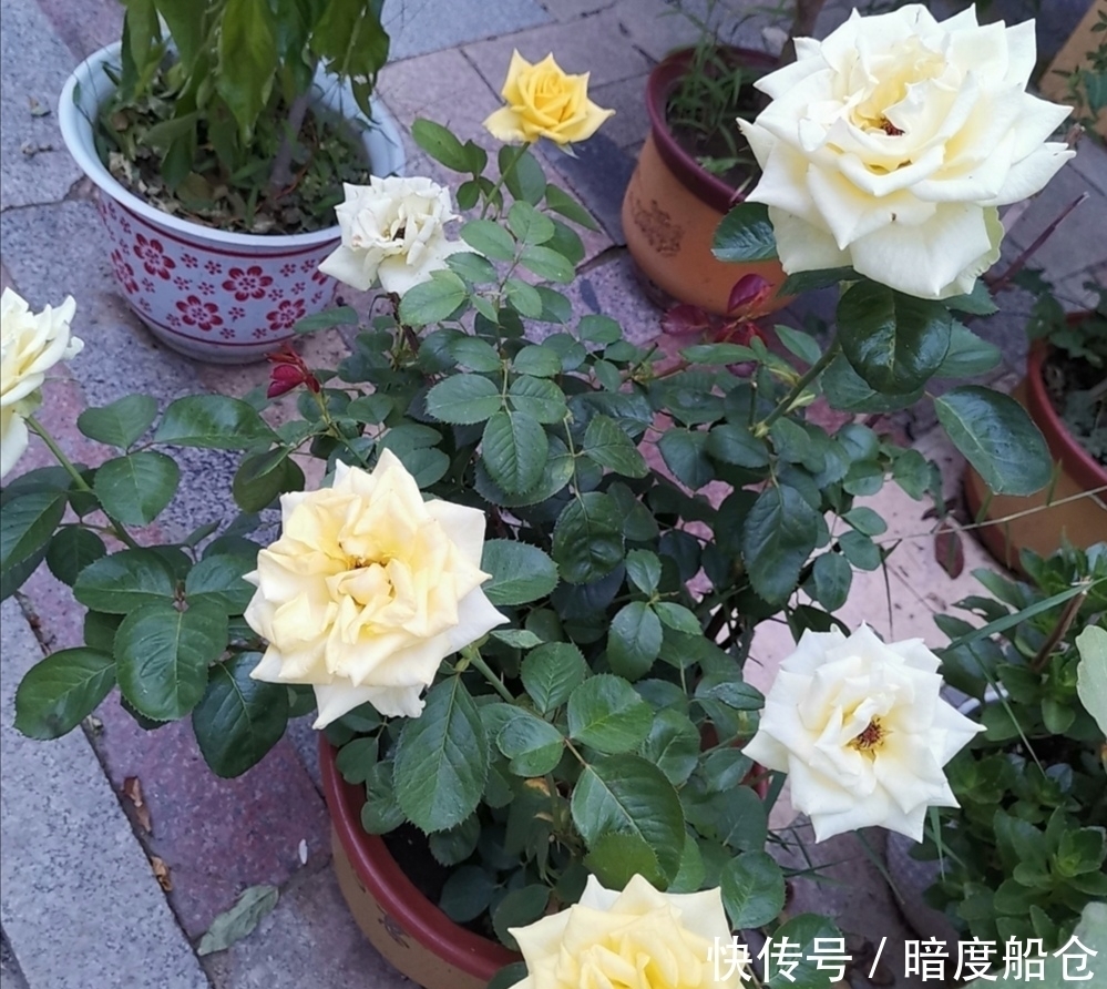 品种■阳台也能养的“微型月季”,花期长、品种多,四季有花赏