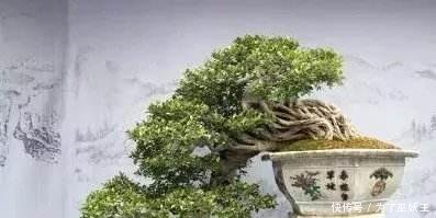 「仙人掌科」3种“便宜花”这样养一养,一年变“老桩”,开花千朵还“镇宅”