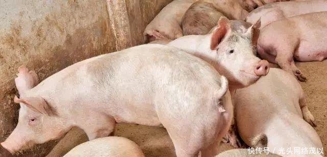  【大棚】拆了大棚，吃不起蔬菜；拆了猪圈，吃不起肉；禁养，买