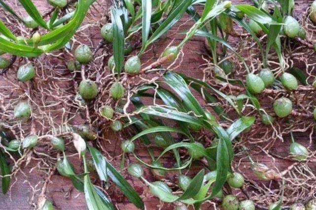 农村这种不起眼的“野草”，人们拿它来煲汤，很多老中医在寻它！