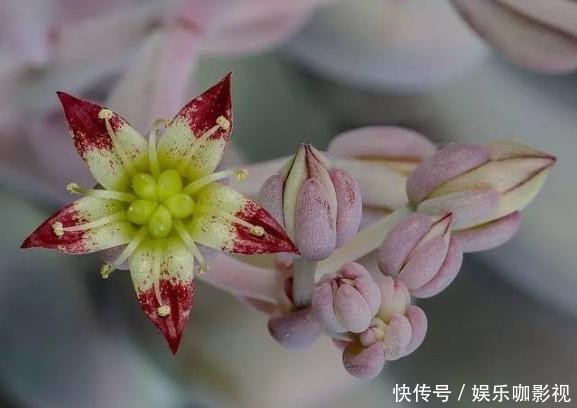  『思慕』桃之卵粉嘟嘟，让人怜爱又思慕