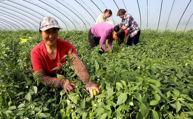 年后，农村青年兴起“留守热”，老农不解，这2点原因却句句在理