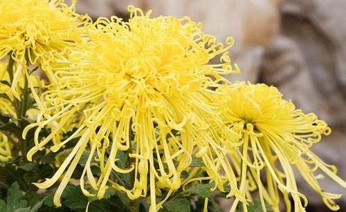 「飞扬」喜欢菊花，就养盆“珍贵名菊”盘龙金丝，似金丝飞扬，金光灿灿