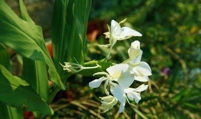  「山地」野姜花喜生于低海拔山地、平野的水岸边，花朵清新素雅，香味芬芳
