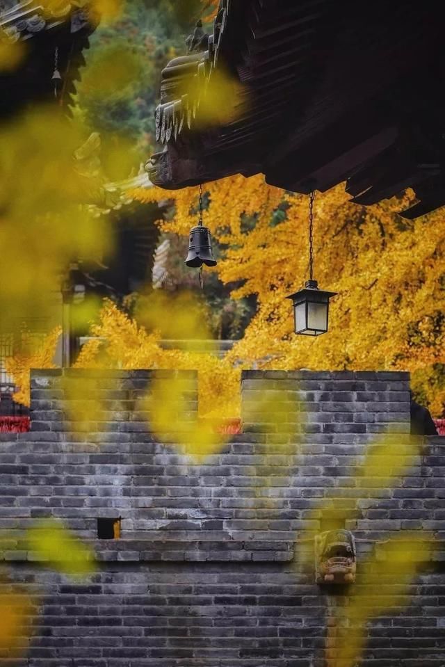 李世民种的银杏树火到国外,美了1400年!西安,火出圈了