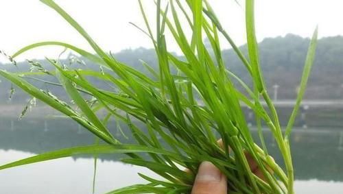 它是农村中最普通的野草，大家见到就会拔，却不知其价值珍稀