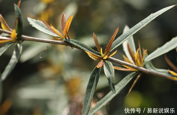  「根部」农村浑身是刺的植物，殊不知根部价值珍贵，城里卖到一