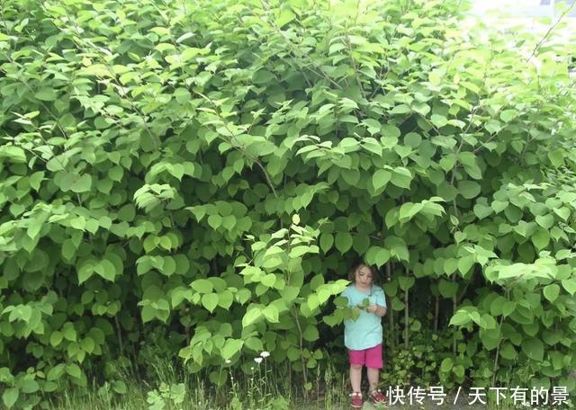  [本虎杖]“1种野草”长在墙上，看到要“铲除掉”，它繁殖快，危害大！