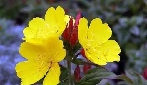  「室内」这些特耐旱的盆栽植物，养室内干旱几周都不会挂