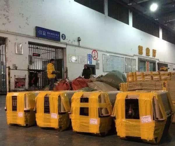 有没有宠物托运