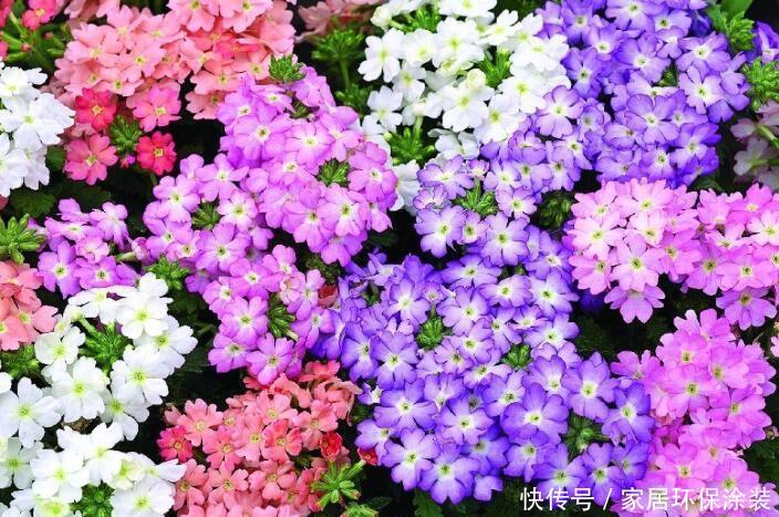 『夏季』夏季易爆盆的“4种花”,现在开始养,美翻你的阳台!