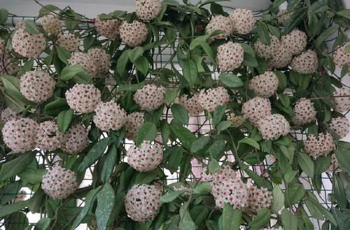  【暗淡】居家养此款花卉，开花似惊鸿起舞，花开高贵冷艳，花香幽香暗淡