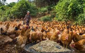  道理|农村俗语：“养鸡称盐，养猪过年”是什么意思？有道理吗？