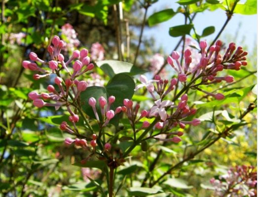  室内外■喜欢花的人有福了！家里种这几款“植物花”，好养耐活，忒漂亮