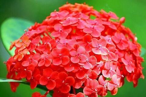  「绣球」爱上养花，就养木绣球龙船花，花色丰富秀美，降压镇咳功效好