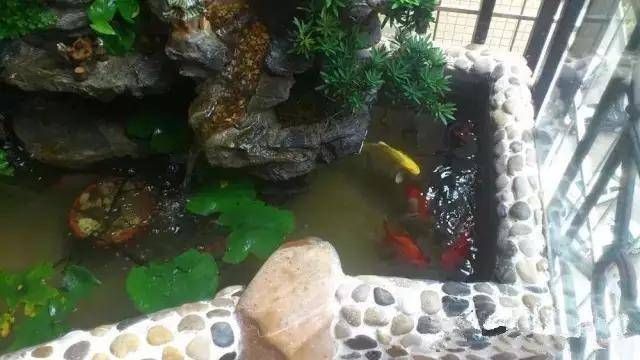 「邻居们」公公爱养鱼,亲自在阳台上用砖砌个鱼池,邻居们都跑来投诉