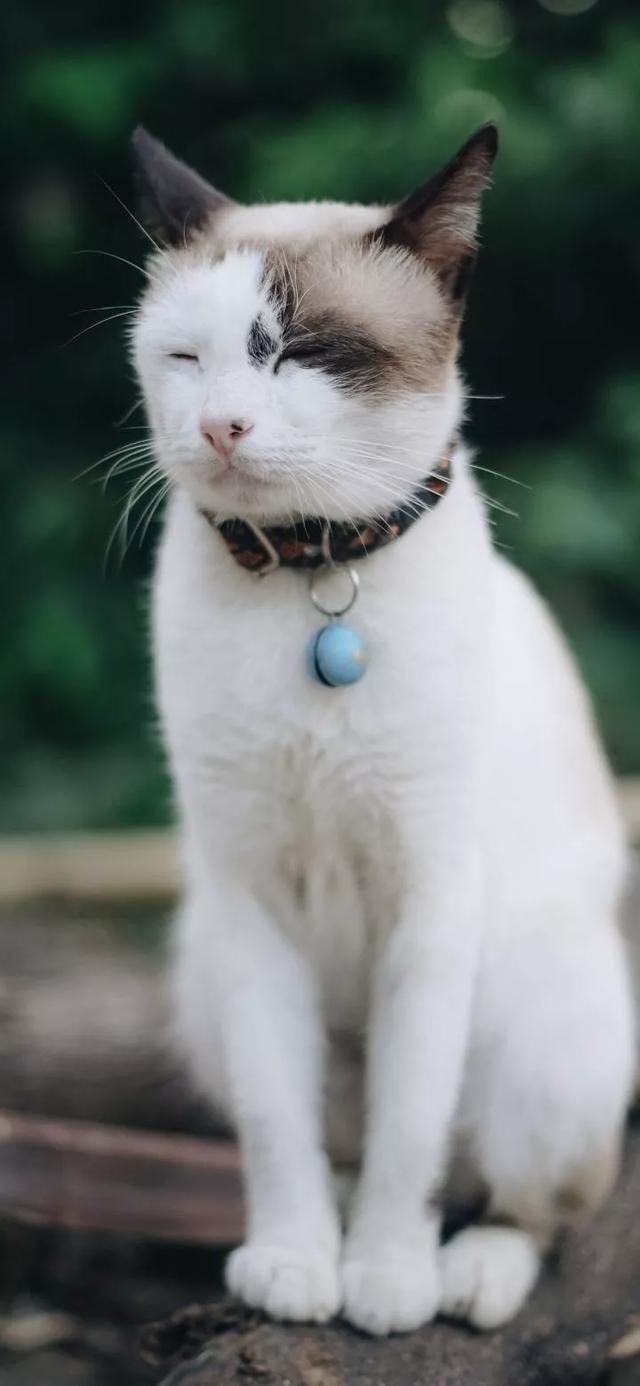  『星球』80张超可爱的猫咪壁纸丨我来自喵星球，来地球只是为了遇见你